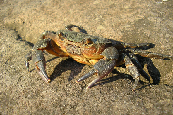 krab