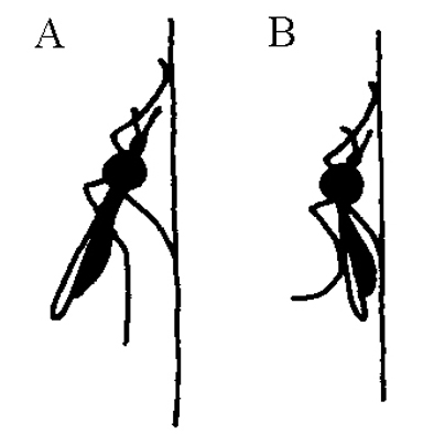 Anopheles vs. Culex