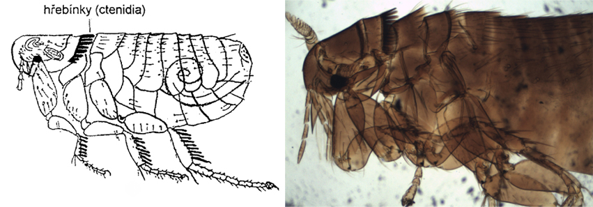 Ceratophyllus gallinae