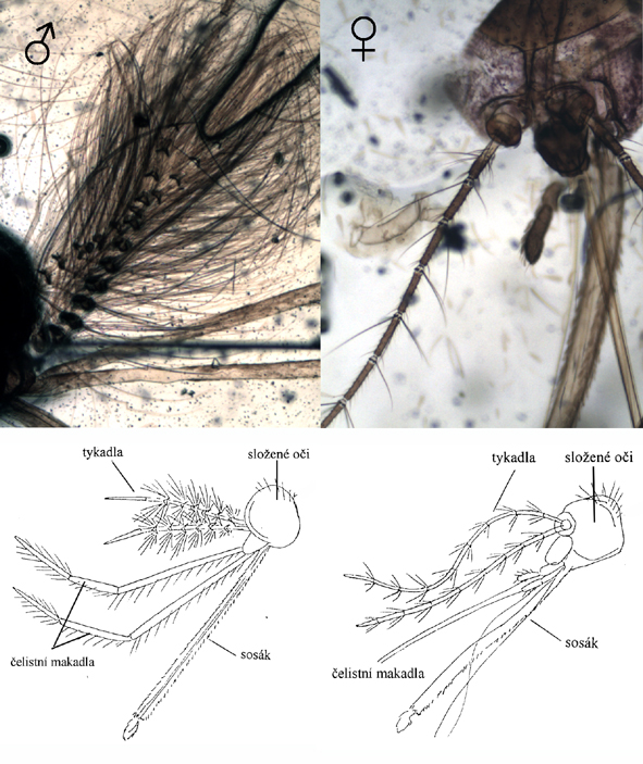 pohlavní dimorfismus komára