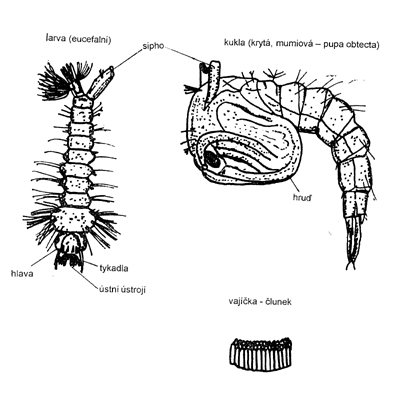 vývoj komára