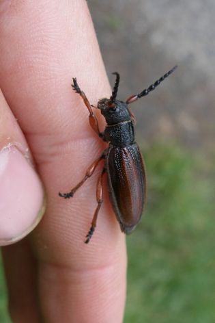 kozlíček Dorcadion fulvum