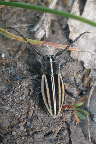 kozlíček Dorcadion sp.