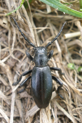 kožlíček Dorcadion sp.