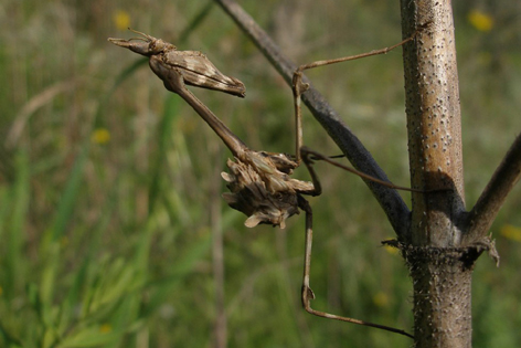 Empusa lobata