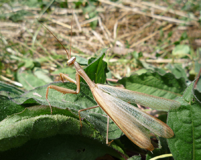 kudlanka nábožná