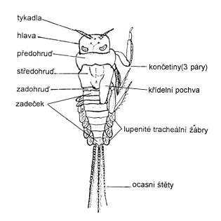 larva jepice