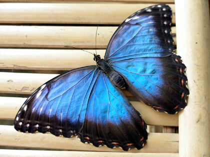 Morpho