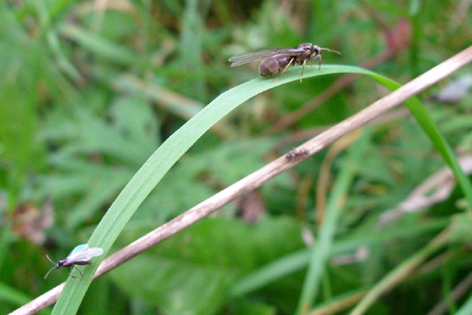 mravenec rodu Lasius