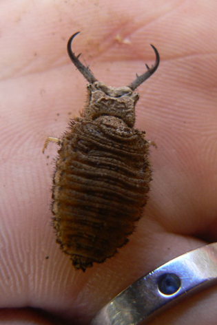 larva mravkolva