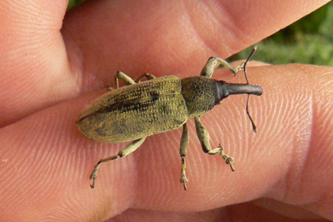 lixus angustatus