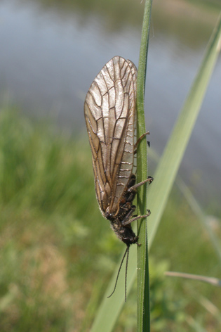 střechatka