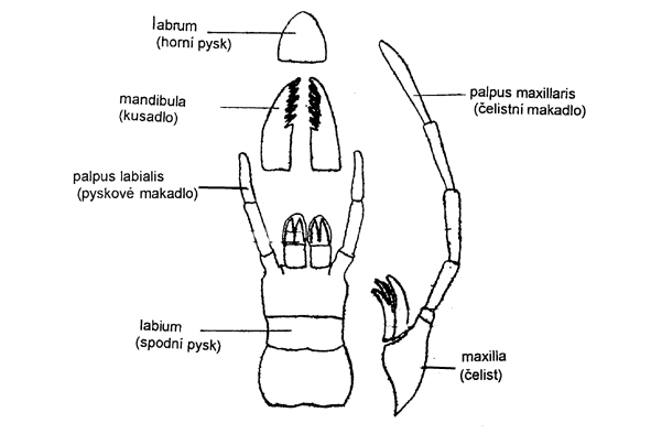 ústní ústrojí