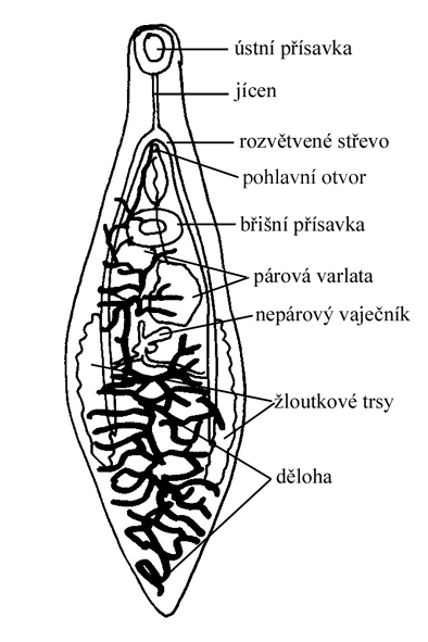 motolice kopinatá