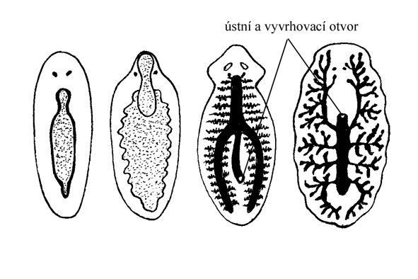 trávicí soustava ploštěnek
