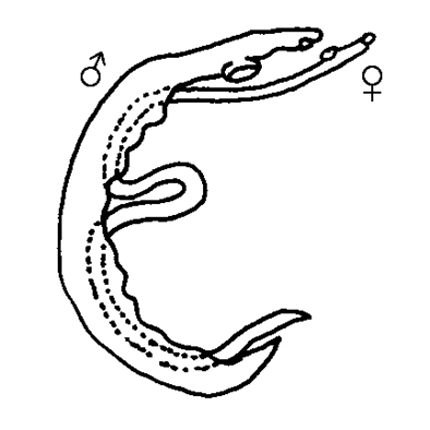 Schistosoma haematobium