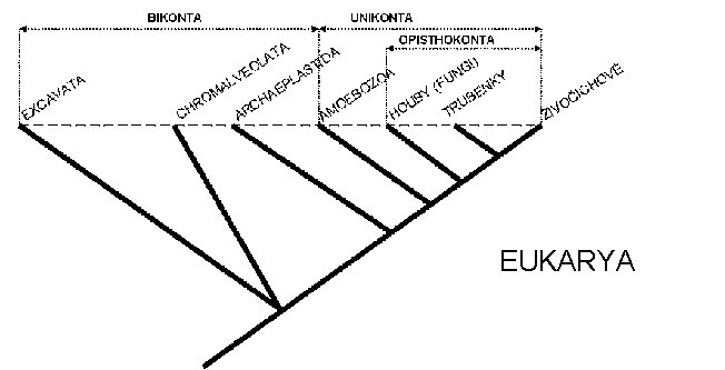 eukarya