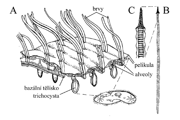 Infraciliatura trepky