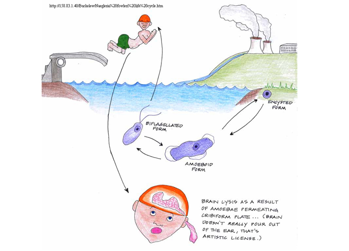 cyklus prvoka Naegleria fowleri