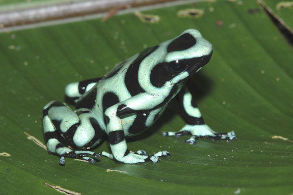 Dendrobates auratus