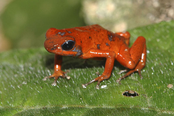 Dendrobates pumilio