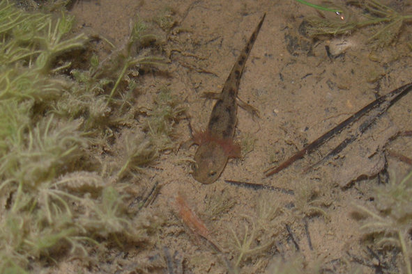 larva mloka skvrnitého