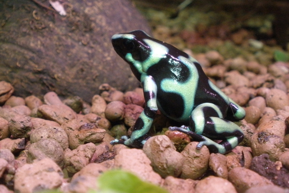 Dendrobates auratus