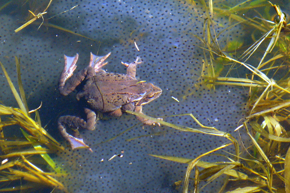 skokan hnědý amplexus a vajíčka