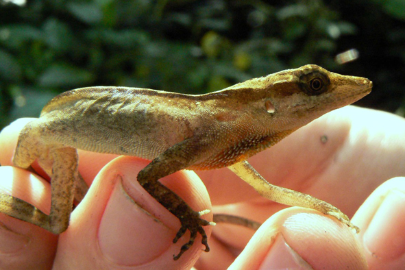 anolis rodu Norops