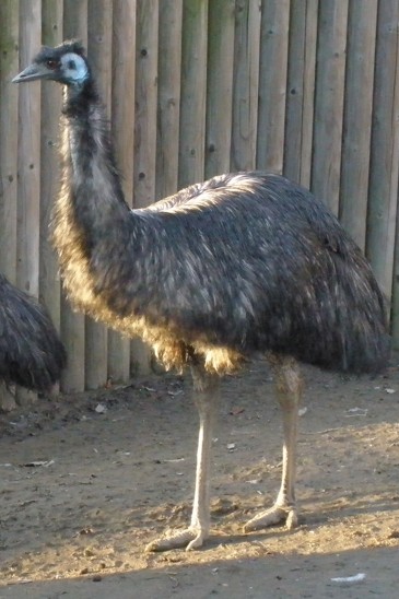 emu hnědý