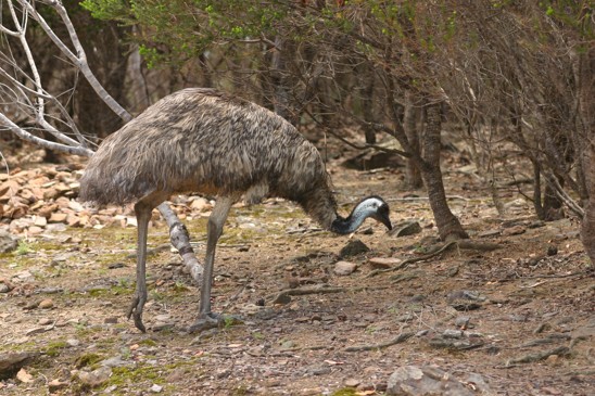 emu hnědý