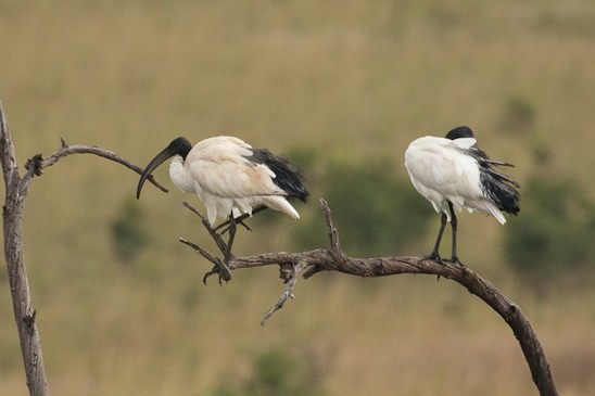 ibis posvátný