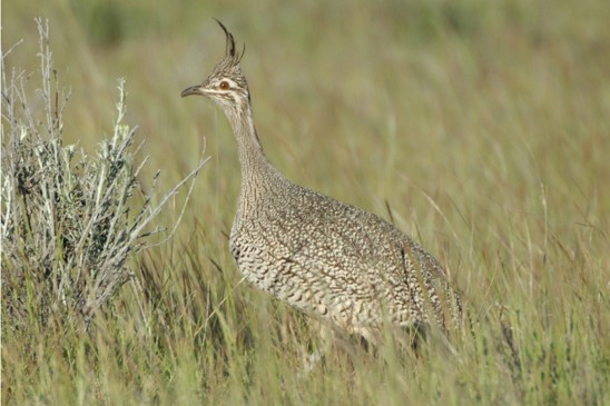 tinama argentinská