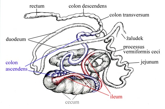 střevo zajícovitých