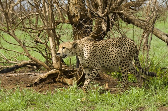 gepard