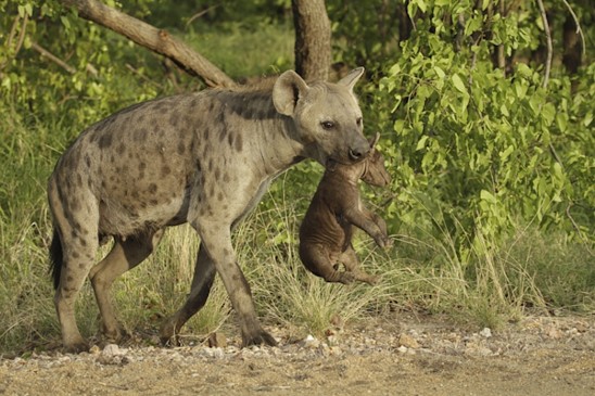 hyena skvrnitá