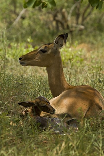 impala