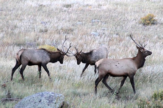 wapiti