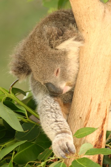 koala