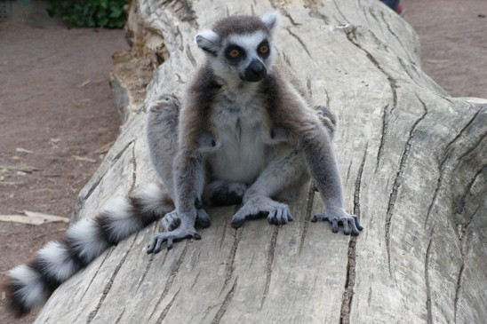 lemur kata