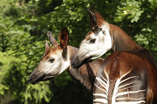 okapi