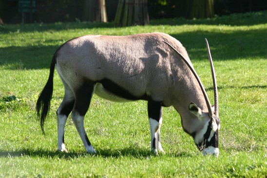 oryx