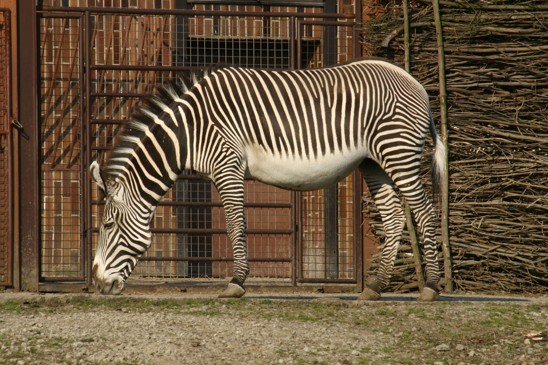 zebra Grévyho