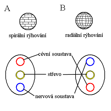 prvoústí vs. druhoústí